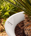 june tulip 40cm linnen wit